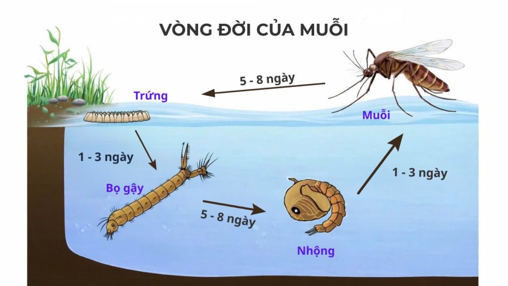 vòng đời của muỗi