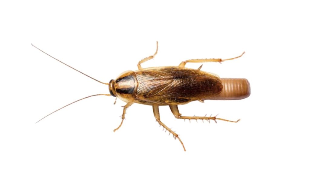 Gián Đức nhỏ hơn gián Mỹ, màu nâu vàng, có 2 sọc đen sau đầu, thường trú ẩn nơi ấm ẩm trong nhà máy thực phẩm.