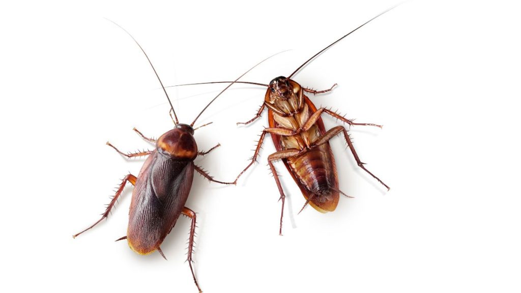 Gián Mỹ kích thước lớn màu nâu đỏ, thường sống ở cống rãnh và khu ẩm, có thể xâm nhập nhà máy và để lại phân, mùi hôi, vỏ lột.