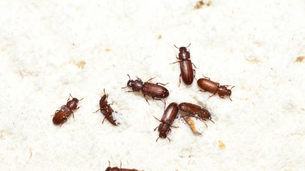 Mọt bột mì 3–4 mm màu nâu đỏ; ấu trùng và trưởng thành ăn hạt, gia vị, cà phê, trái cây khô; có thể bay và tự phát tán trong kho.