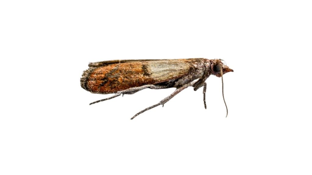 Ngài ngũ cốc Angoumois trưởng thành sải cánh 10–18 mm, cánh nâu xám có đốm đen; ấu trùng sống trong hạt và để lại lỗ tròn nhỏ trên ngũ cốc.