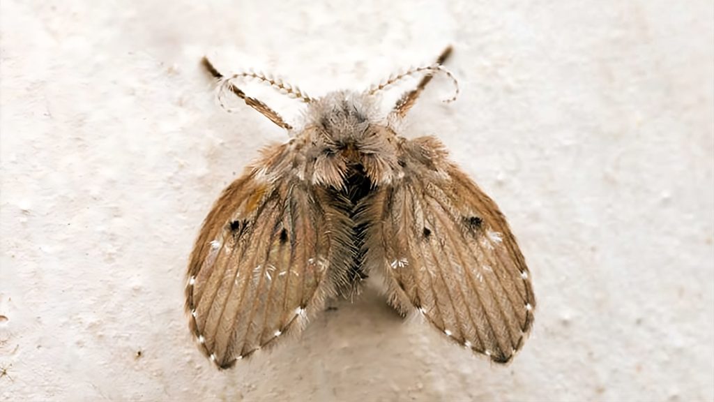 Cận cảnh ruồi cống (Psychodidae) – loài ruồi nhỏ dạng bướm, thường phát sinh từ cống sàn và rãnh thoát nước có mảng bám hữu cơ trong nhà máy thực phẩm.