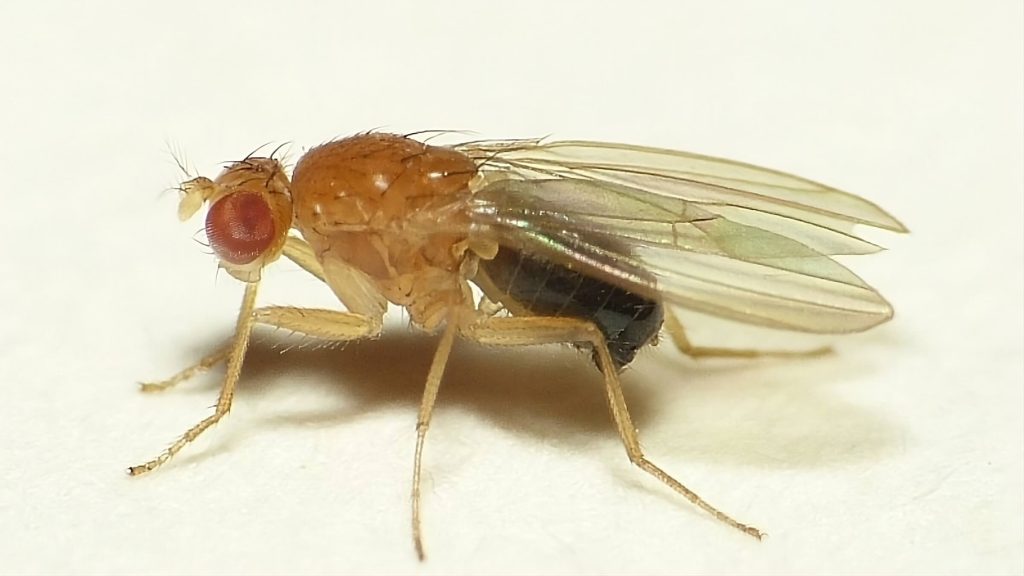 Cận cảnh ruồi giấm (Drosophila spp.) – loài ruồi nhỏ thường xuất hiện gần khu vực nguyên liệu ngọt và chất hữu cơ lên men trong nhà máy thực phẩm.