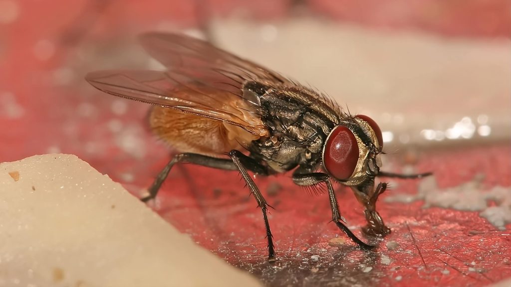 Cận cảnh ruồi nhà (Musca domestica) – loài ruồi thường gặp trong khu vực thực phẩm.