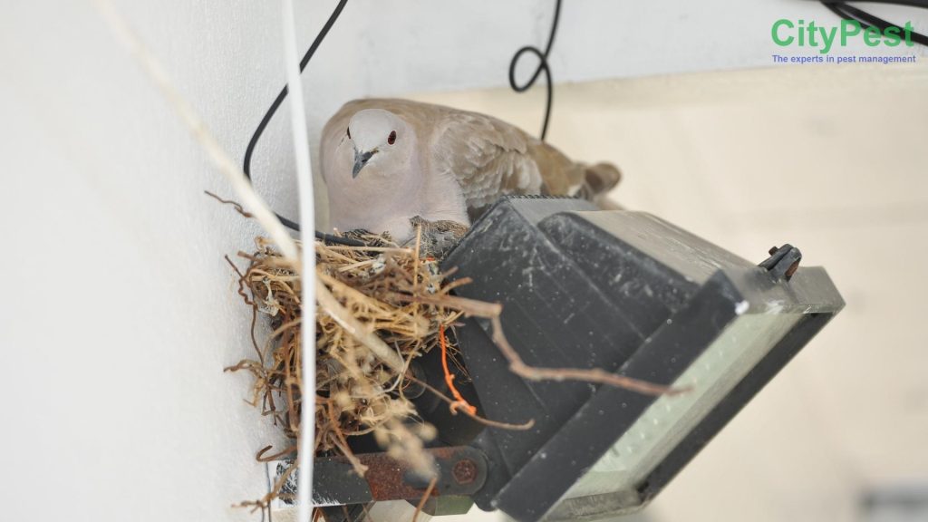 Chim làm tổ trong nhà máy gây hư hại thiết bị